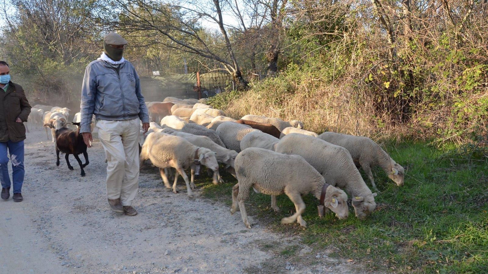 800 ovejas y 100 cabras del rebaño de la trashumancia cruzan este fin de semana la sierra en su camino hacia León