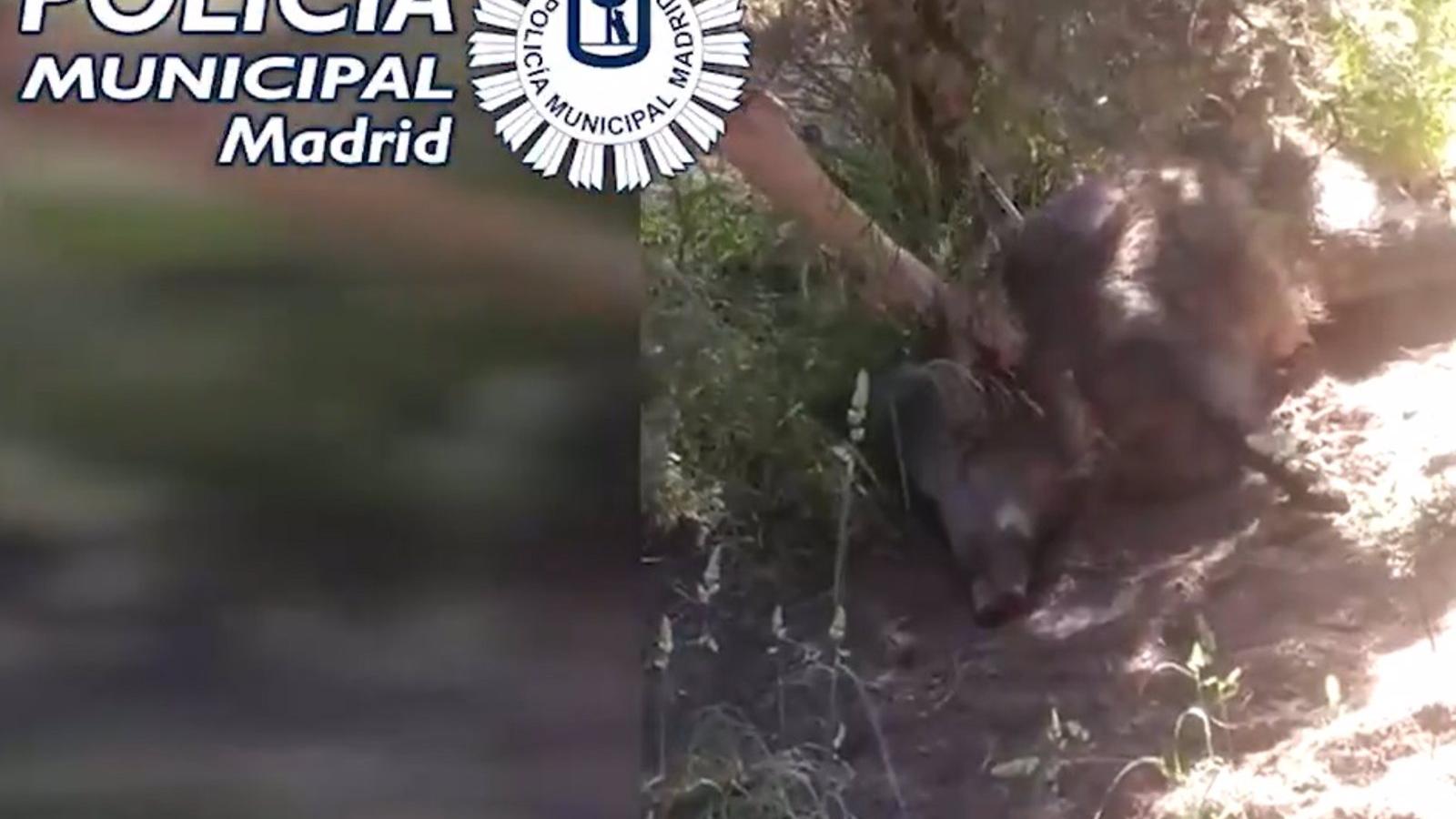 Rescatan a una jabalina atrapada con sus jabatos cerca de la Universidad Autónoma