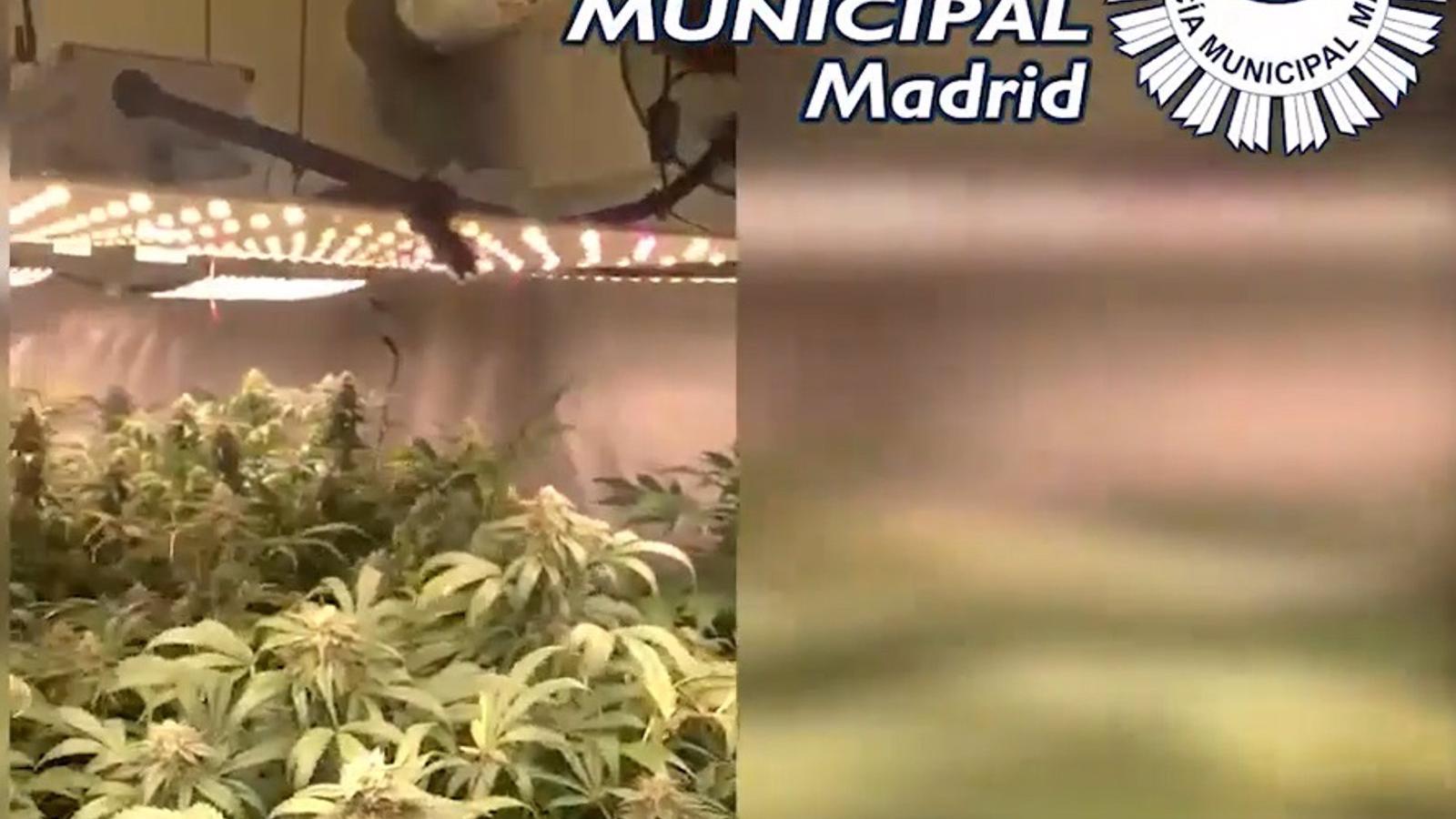 Dos detenidos y 97 plantas de marihuana requisadas en el sótano de una inmobiliaria de Chamberí