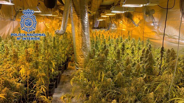 28 detenidos en Madrid, Castellón y Valencia y desarticulada una organización de suministro de planteles de marihuana