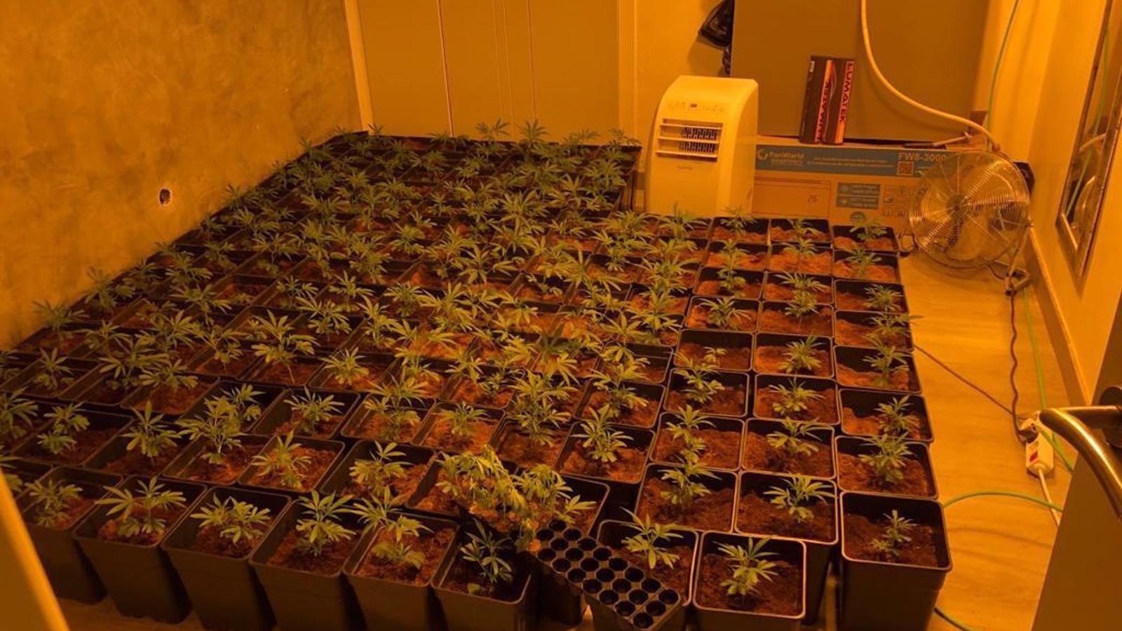 La Policía local de Parla se incauta de 150 plantas de marihuana en un piso tras un aviso vecinal