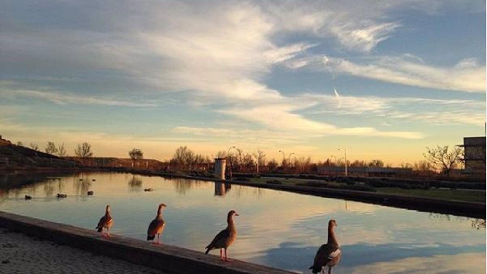 El Ayuntamiento de Madrid quiere conectar bosques y crear un cinturón verde de 75 km alrededor de la ciudad