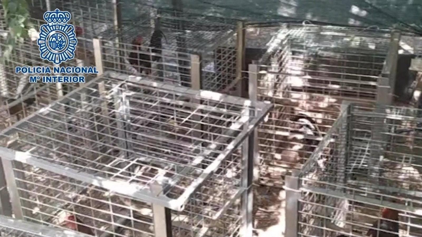 Dos detenidos y 27 gallos intervenidos en una pelea de gallos desmantelada en San Sebastián de los Reyes