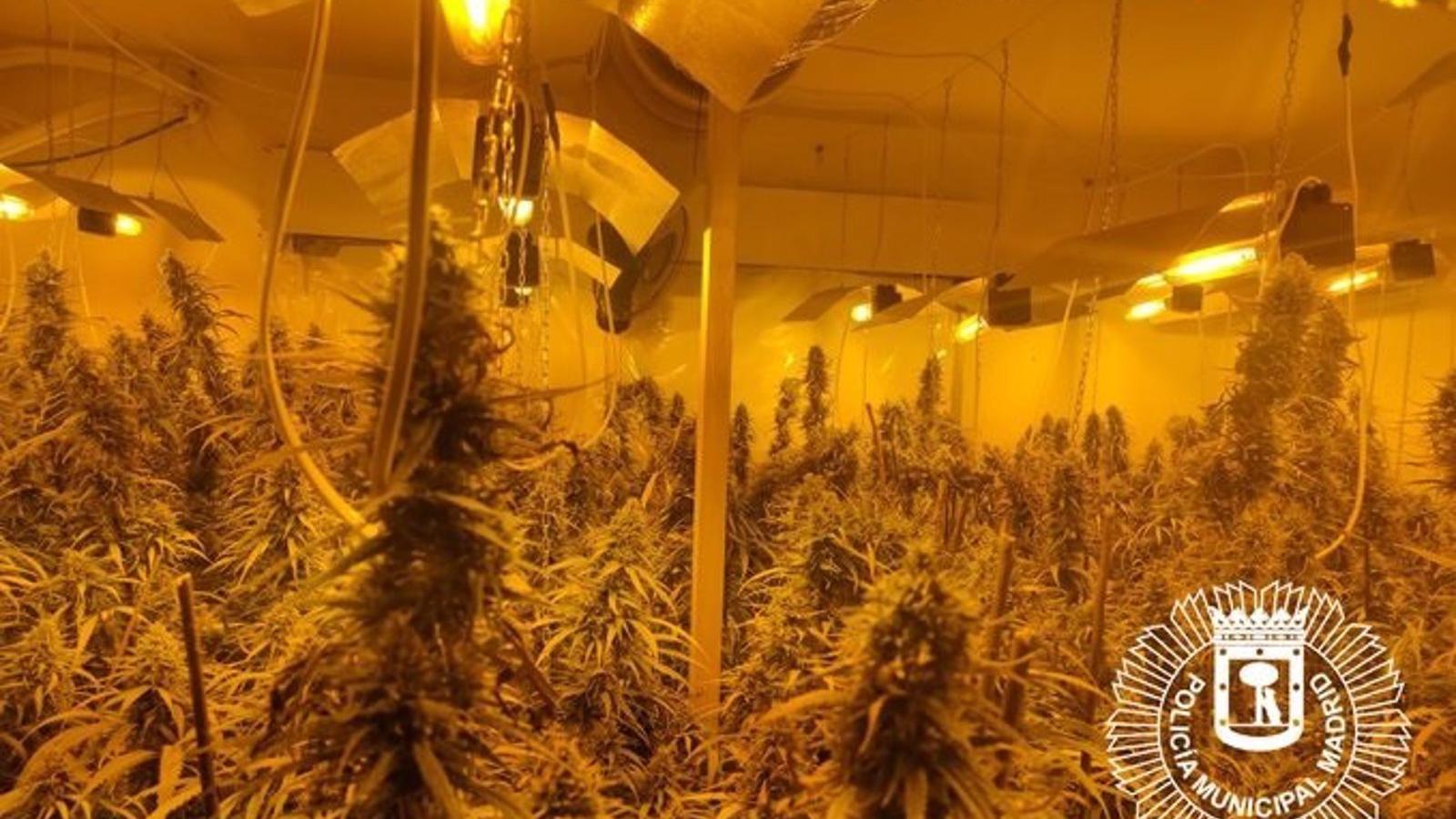 Precintan un piso de Villaverde donde cultivaban 65 plantas de marihuana