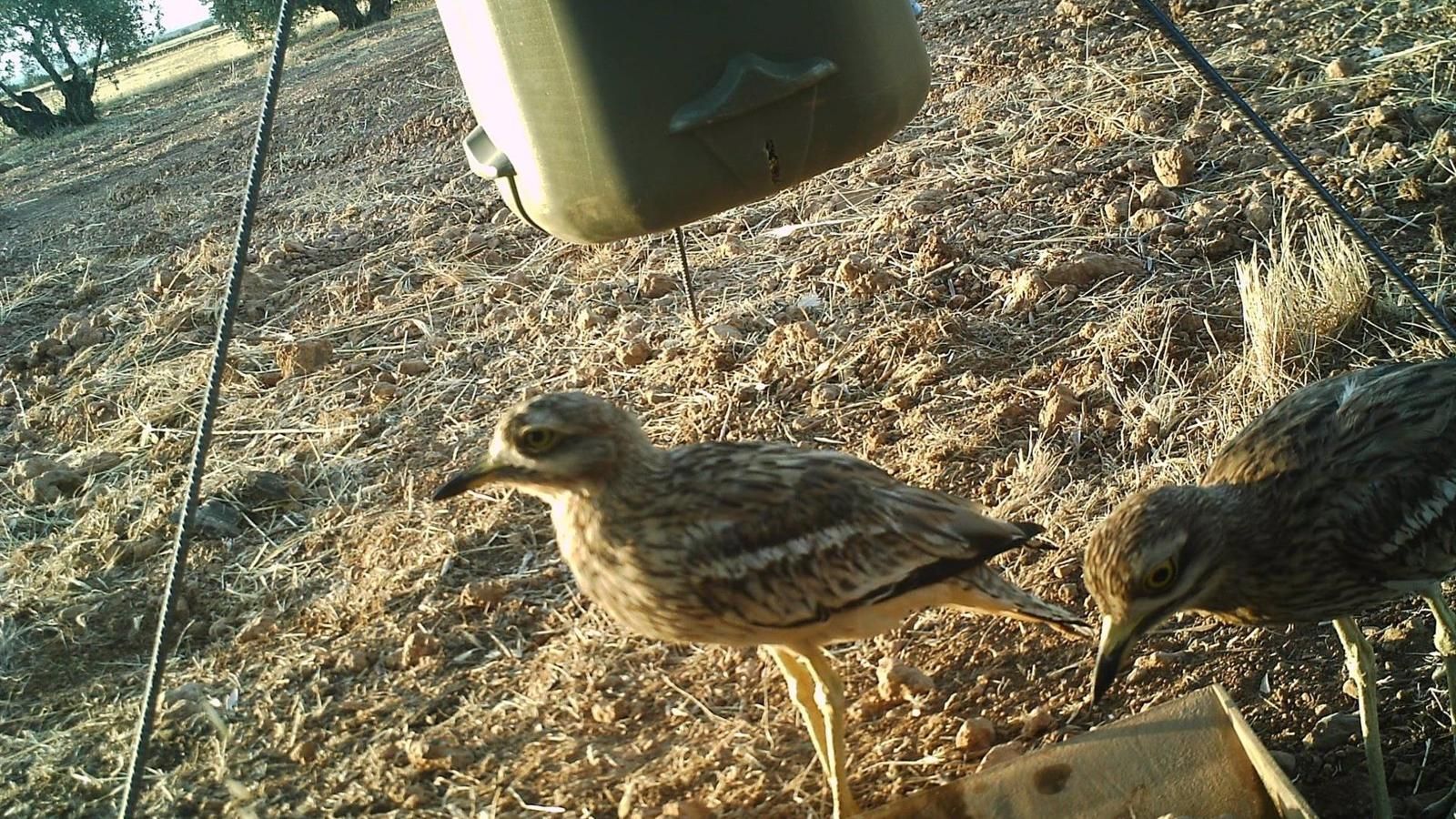 La Comunidad lanza ayudas para promover una agricultura respetuosa con las aves esteparias