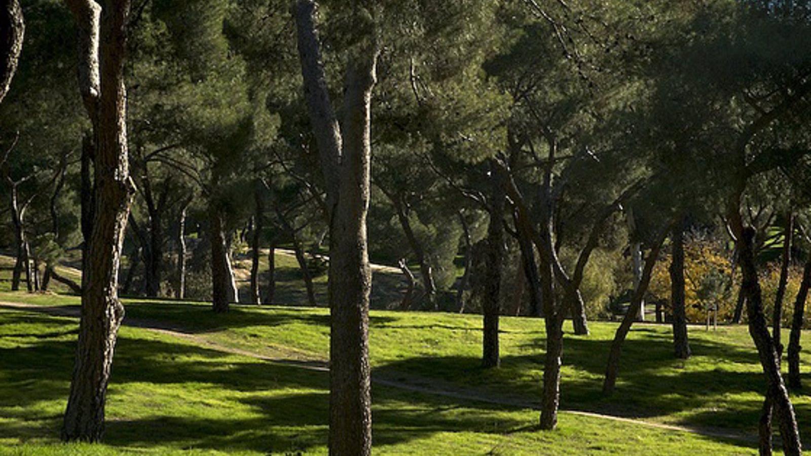 Sofocado un incendio en la Dehesa de la Villa de la capital que ha afectado a casi seis hectáreas