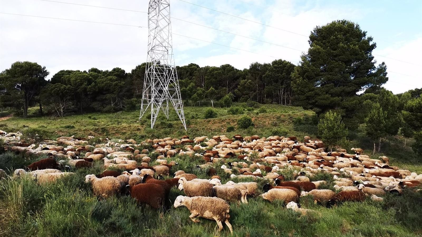Controlada la avería en la línea de interconexión con Francia que ha dejado sin electricidad a varias zonas de España