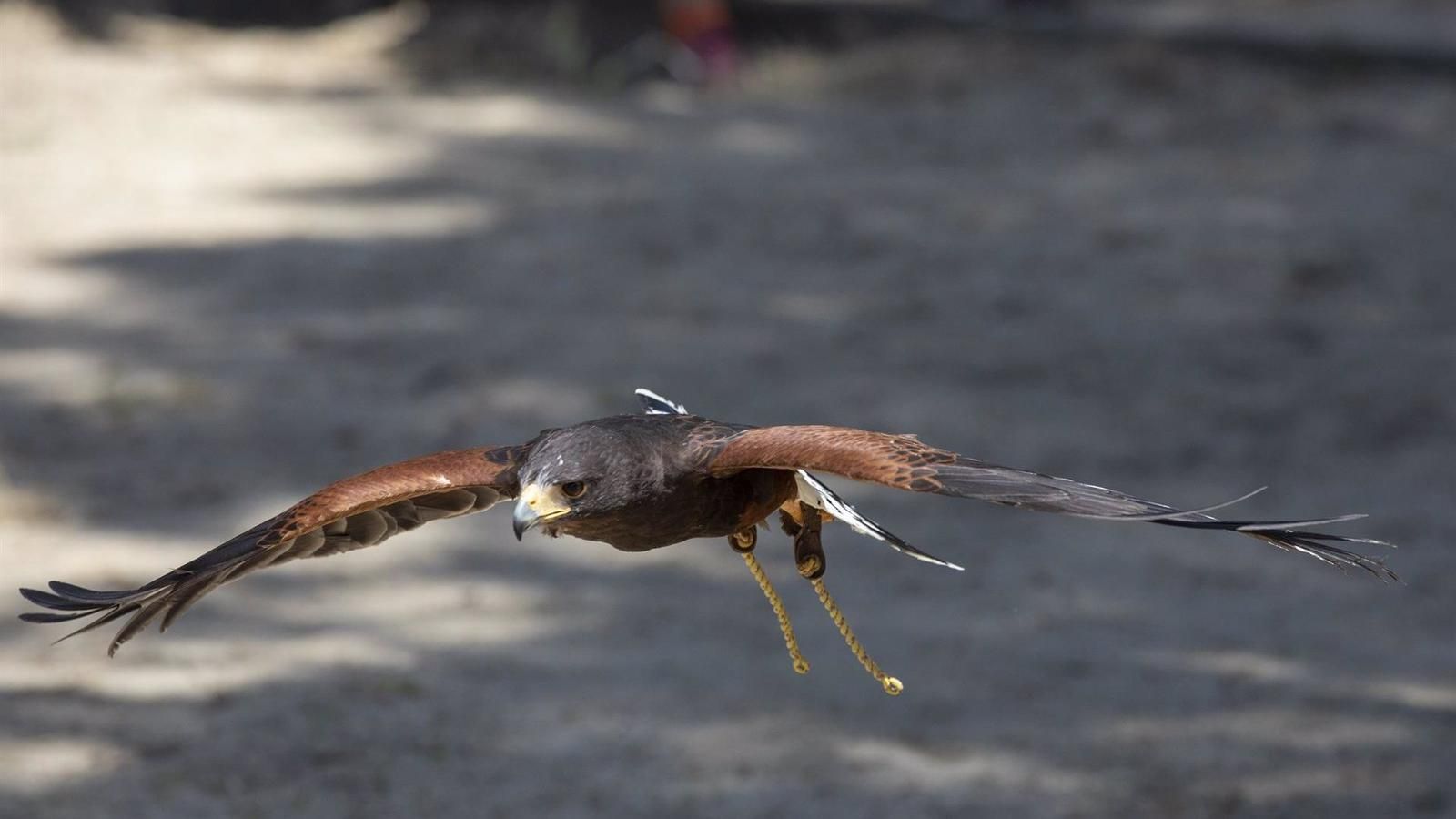 La Fiscalía de Medioambiente investiga el ahogamiento de aves en balsas de regadío y contra incendios