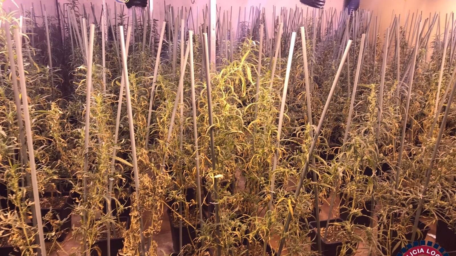 Localizada una nave industrial con unas 1.400 plantas de marihuana en Valdemoro