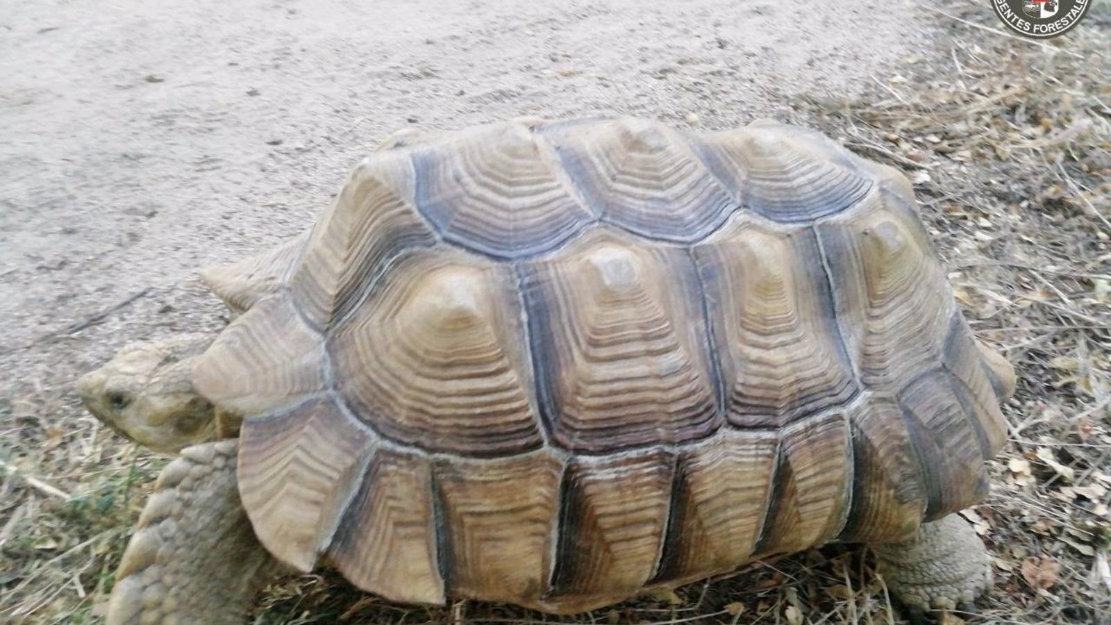 Rescatada una tortuga de espolones africana abandonada en un camino de El Vellón