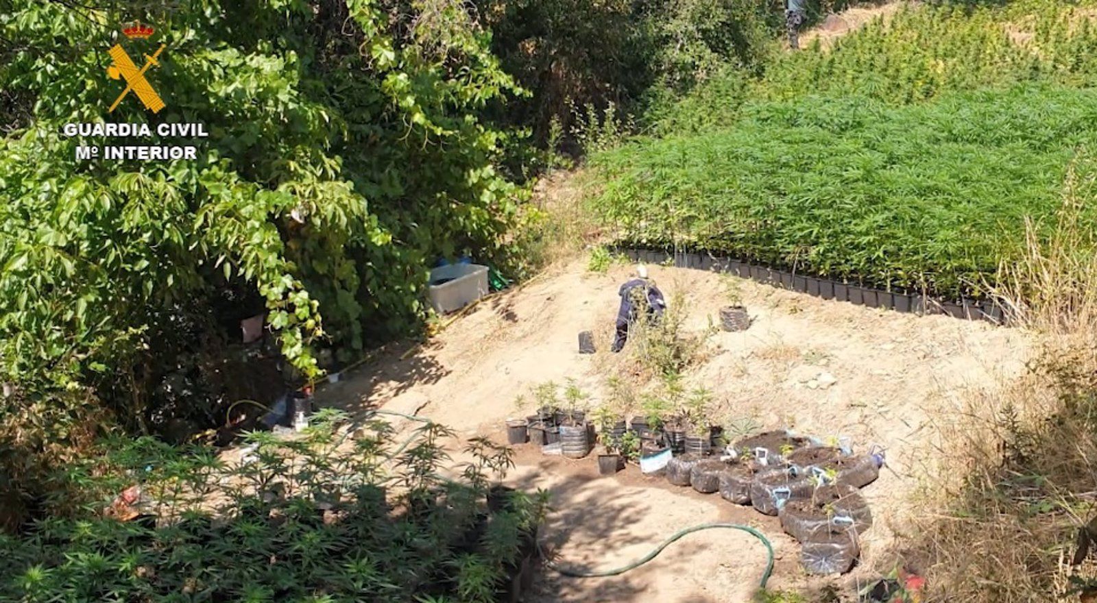 Intervenidas 3.345 plantas de marihuana y 2,9 kilos de cogollos en el paraje protegido del embalse El Atazar