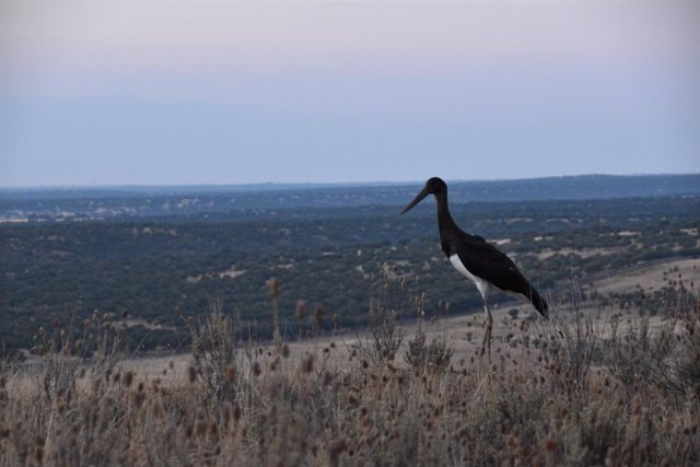 La Comunidad libera tres ejemplares de cigüeñas negras criadas en cautividad en la Cuenca Alta del Manzanares