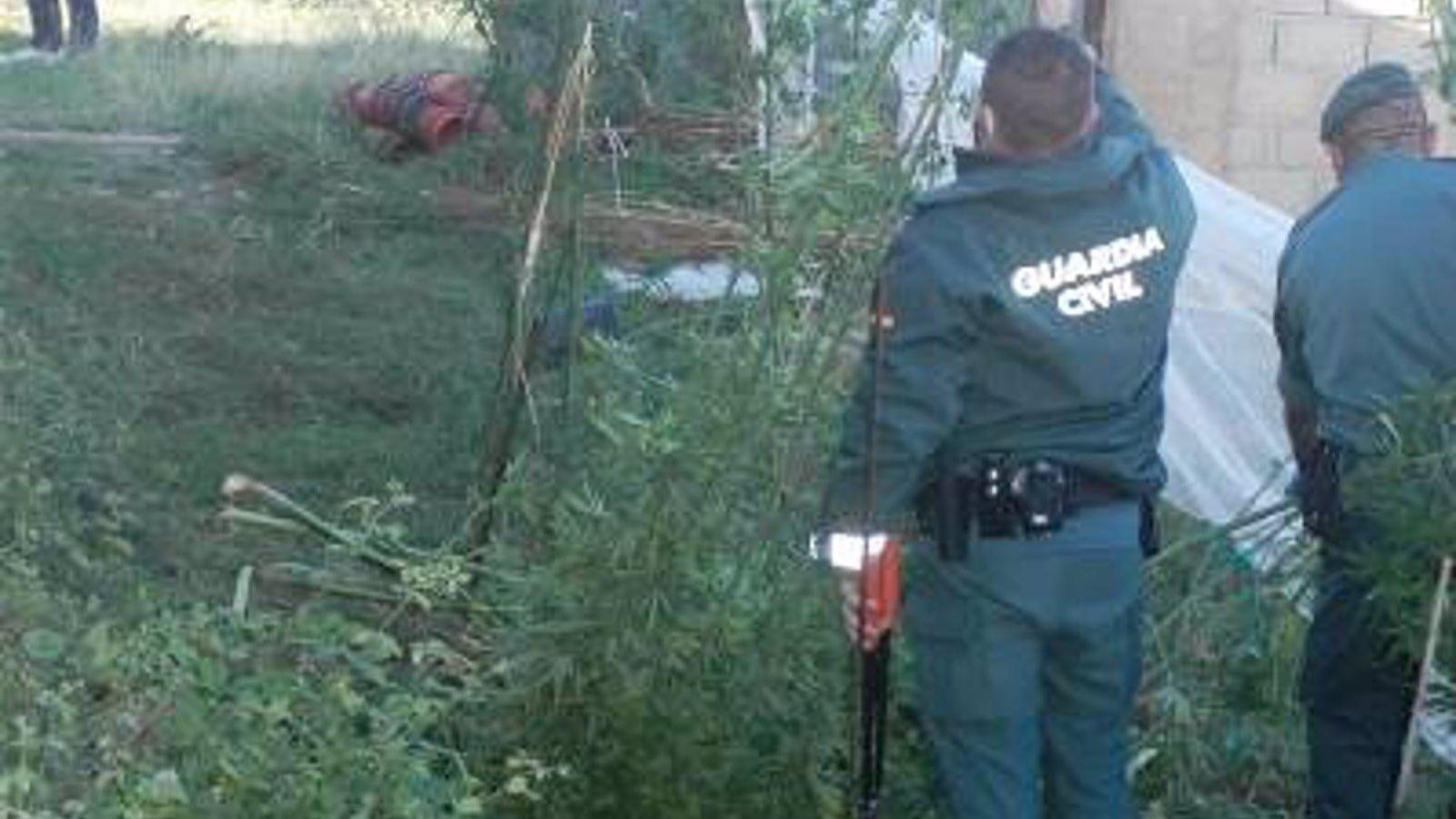 Investigado en Layna (Soria) un vecino de Madrid por hacer pasar por legal una plantación de marihuana