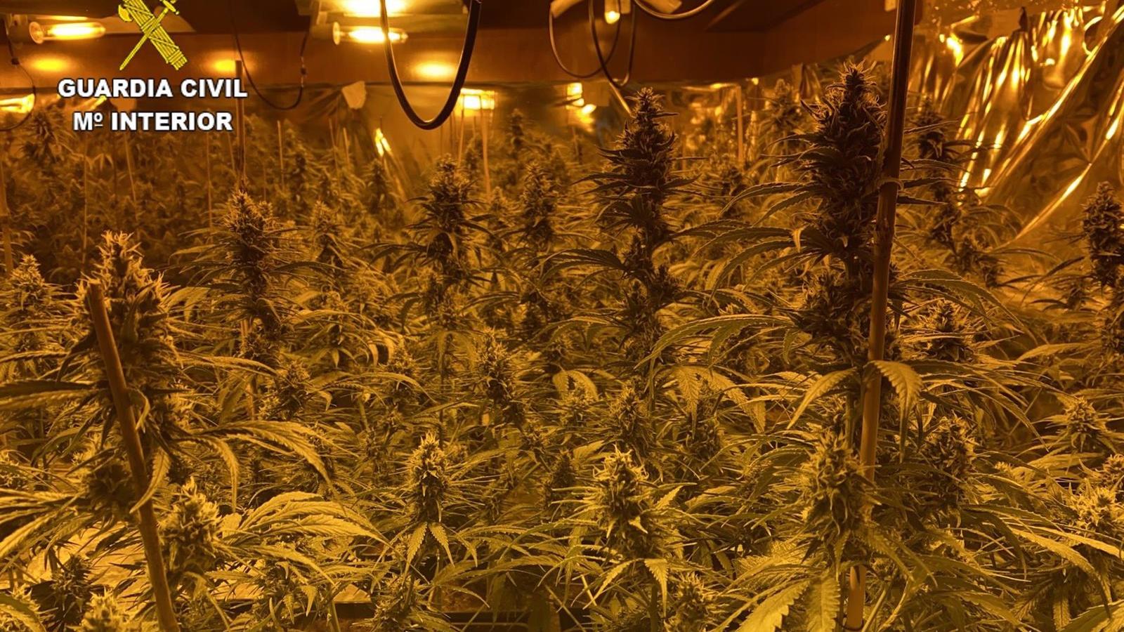 Unidas Podemos propone una ley que despenalice el uso del cannabis