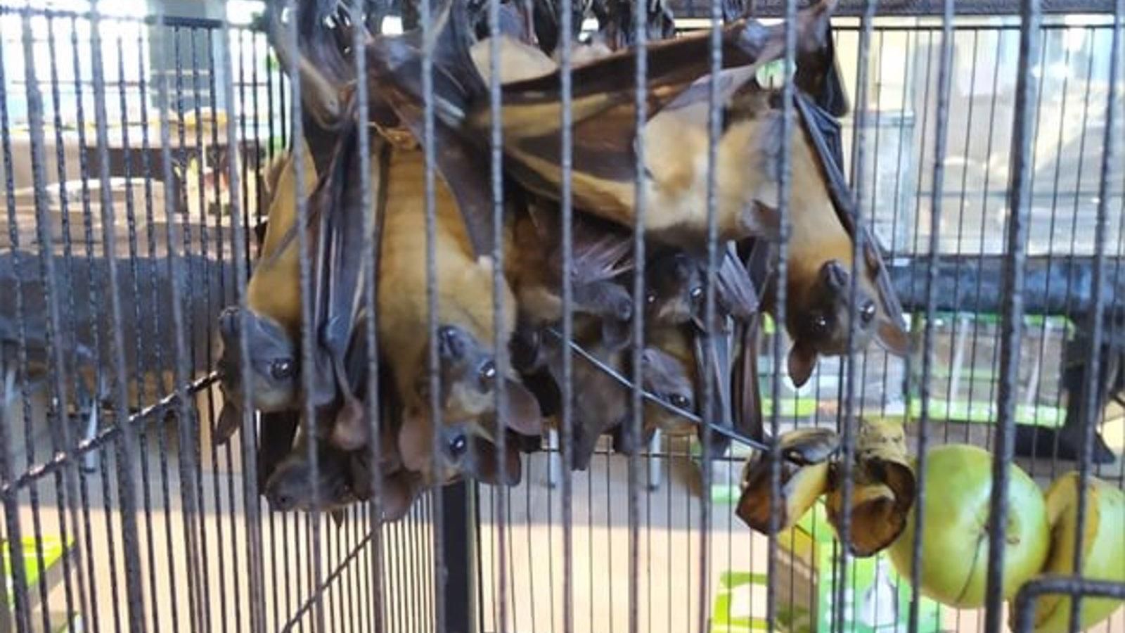 Incautados 30 murciélagos, una boa constrictor y una pitón en la feria Expoterraria