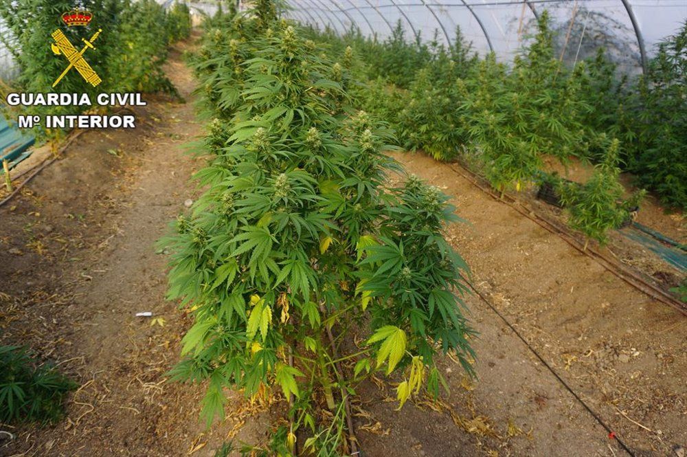 Cinco detenidos y 400 plantas de marihuana requisadas en dos casas de Brunete y Quijorna