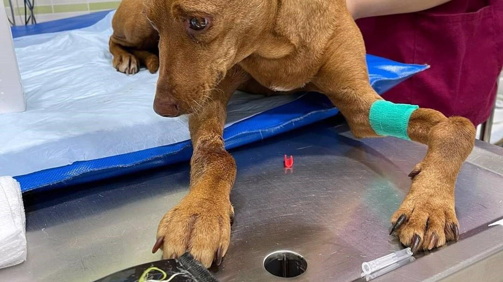 Investigado por abandonar a su perra, localizada repleta de heridas y perdigones por todo el cuerpo