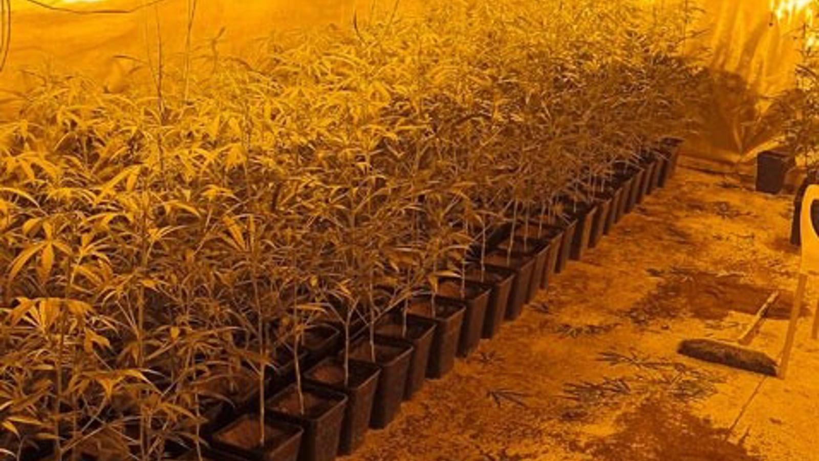 Desmanteladas dos plantaciones domésticas de marihuana en el poblado mostoleño de Las Sabinas