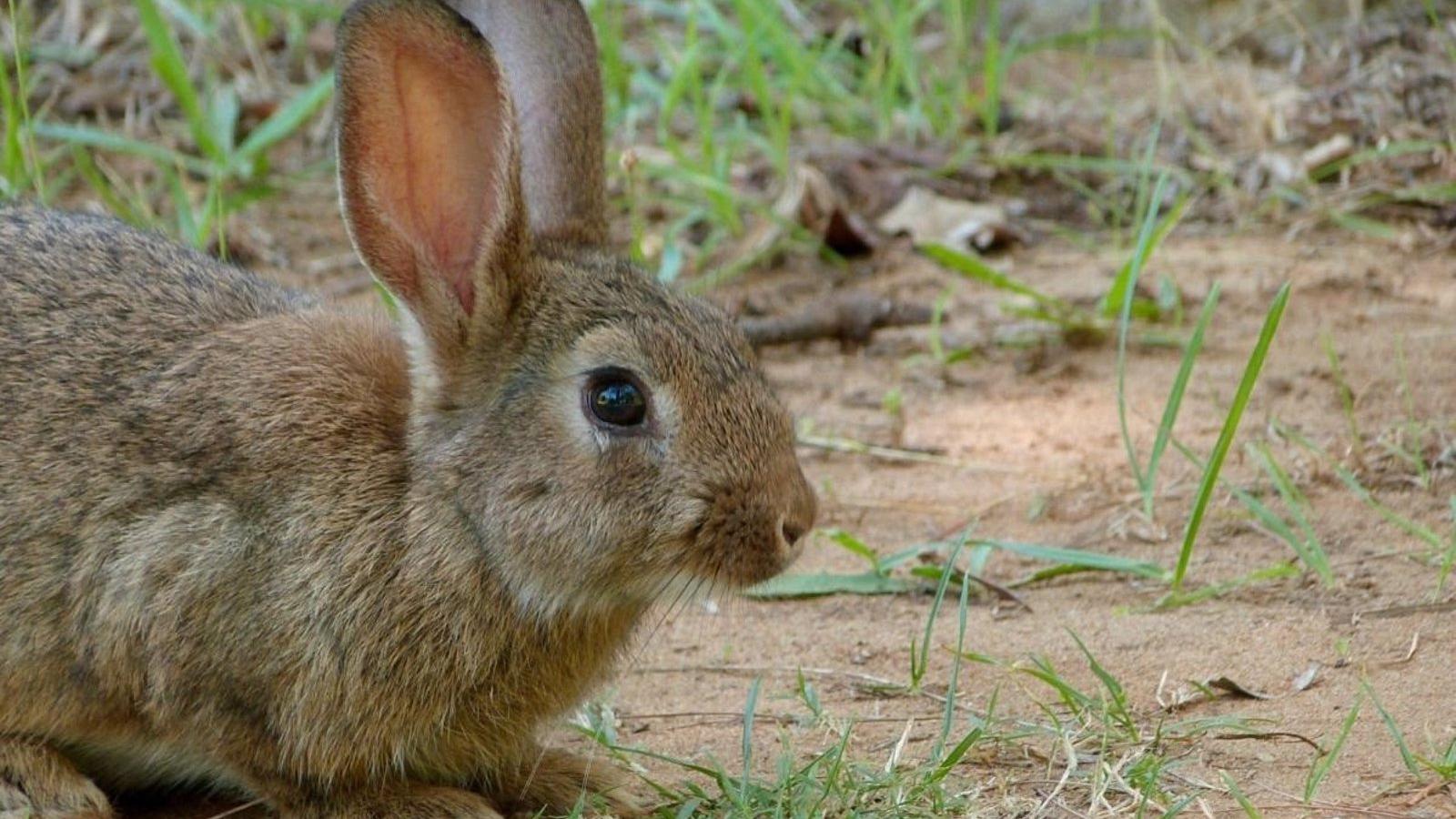 Los vecinos de Carabanchel Alto denuncian que cientos de conejos invaden el barrio y piden soluciones