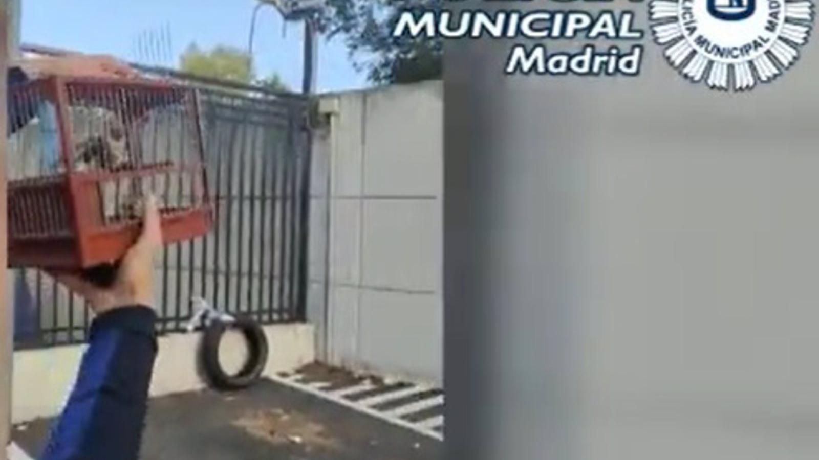 Pillan a un hombre que cazaba furtivamente jilgueros en Hortaleza