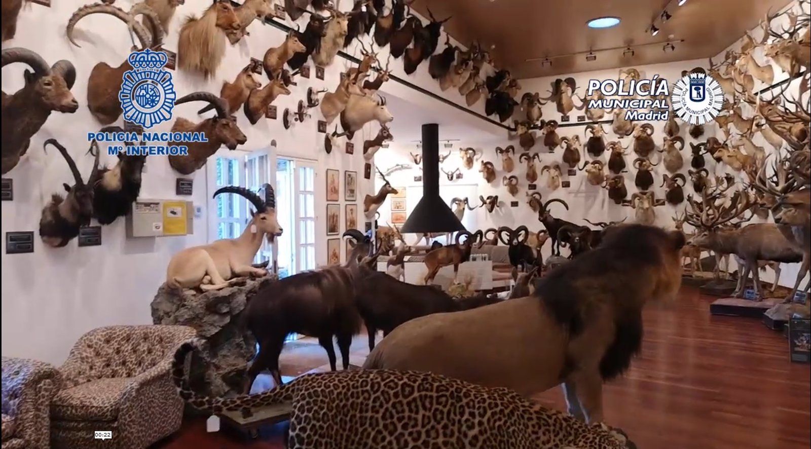 Intervenidos 49 ejemplares de animales disecados como osos, leopardos o primates y 132 piezas de marfil