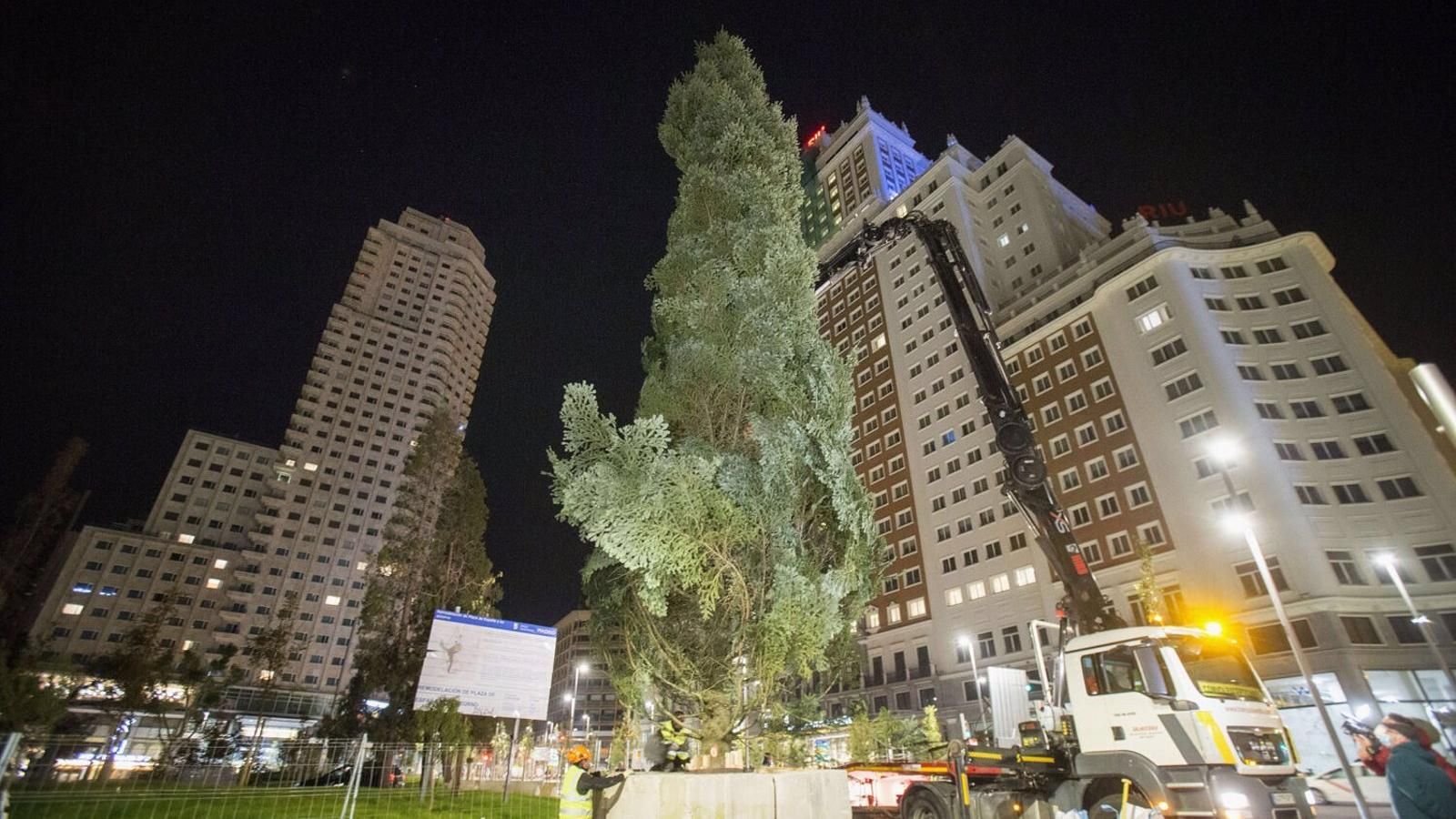El abeto de 18 metros de Plaza España "iluminará la Navidad" madrileña con 1.800 metros de luces y 800 bolas