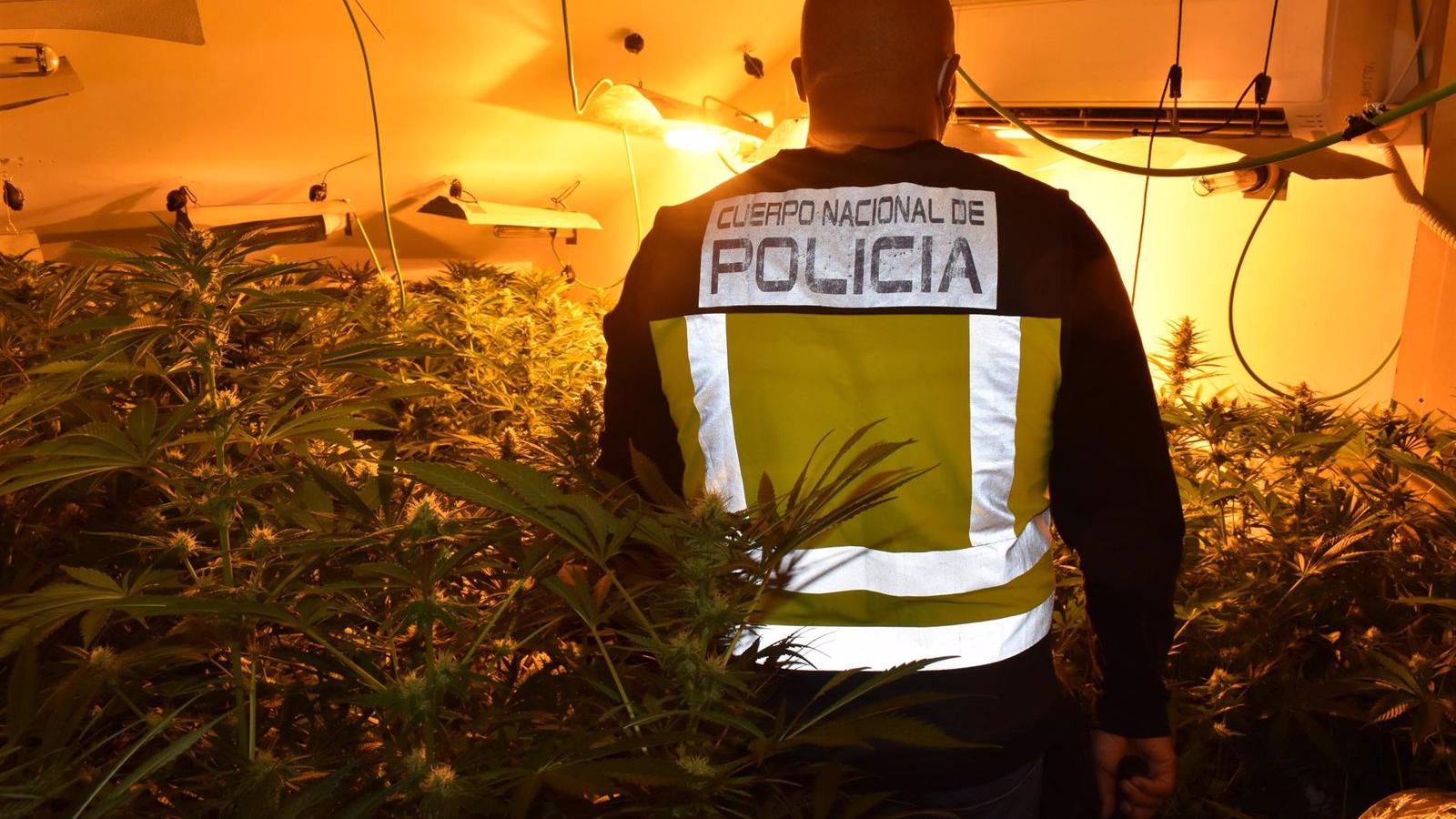  Desarticuladas dos organizaciones dedicadas al cultivo de marihuana en Guadalajara y Madrid