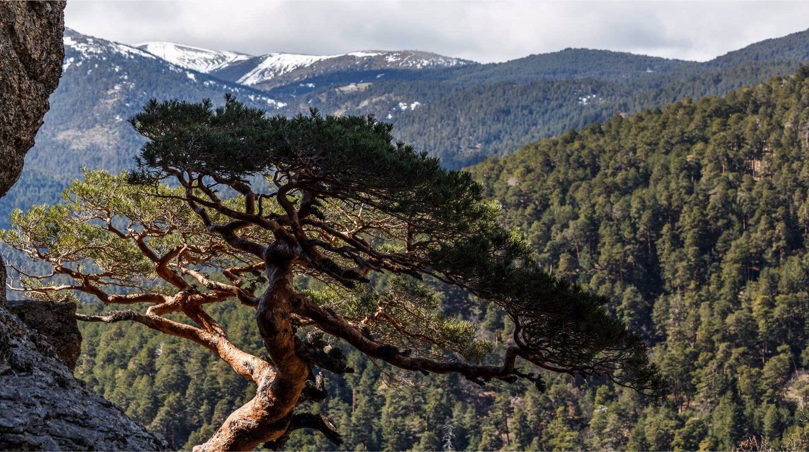 Parques Nacionales compra más de 2.000 hectáreas del Pinar de los Belgas, en Rascafría