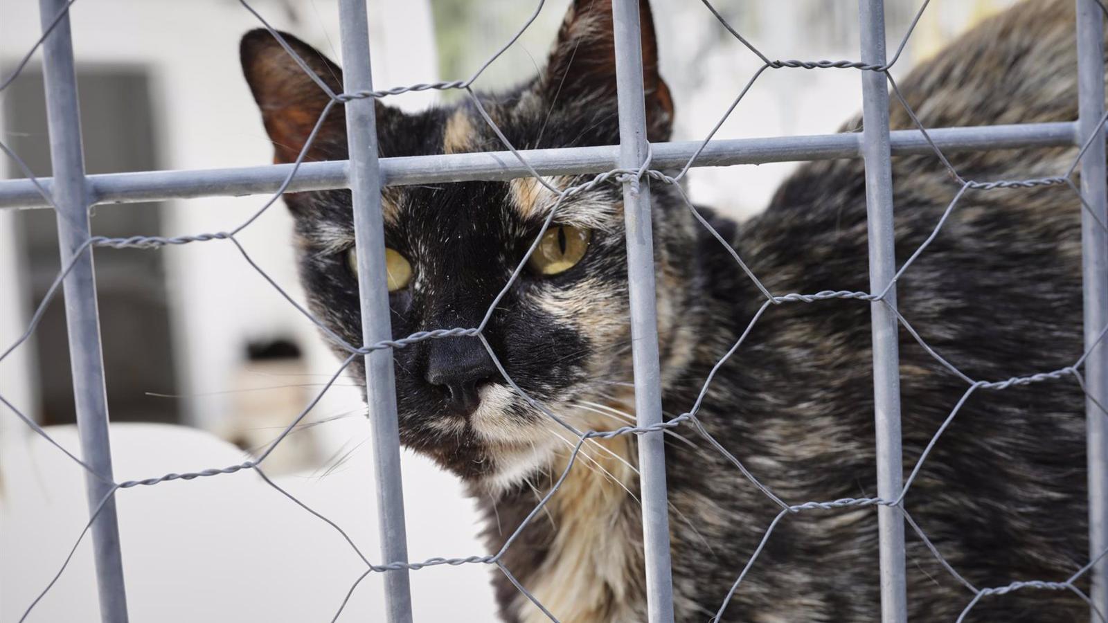 La Comunidad autoriza 900.000 euros para ayudas a las entidades protectoras de animales de compañía