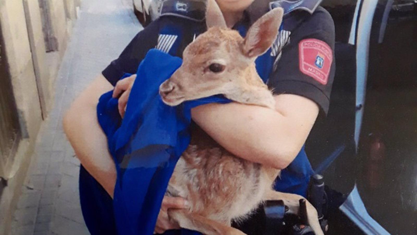 La Unidad de Medioambiente de Policía Municipal instruye este año 519 atestados, muchos por ataques de perro a persona