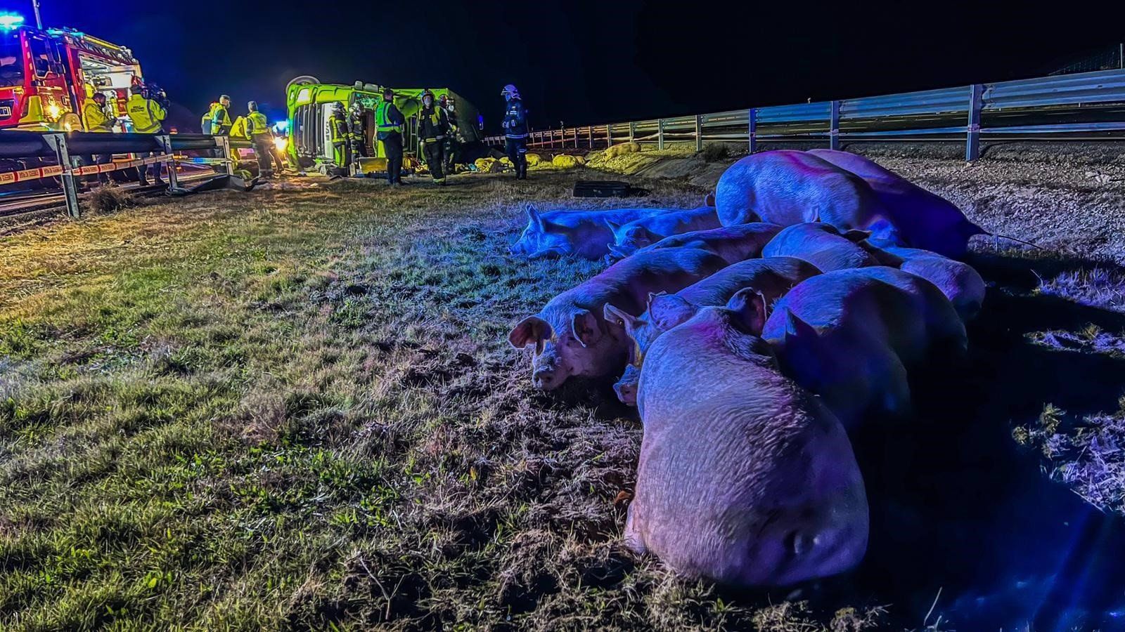 Muere el conductor de un camión que transportaba cerdos al volcar en Fuentidueña del Tajo