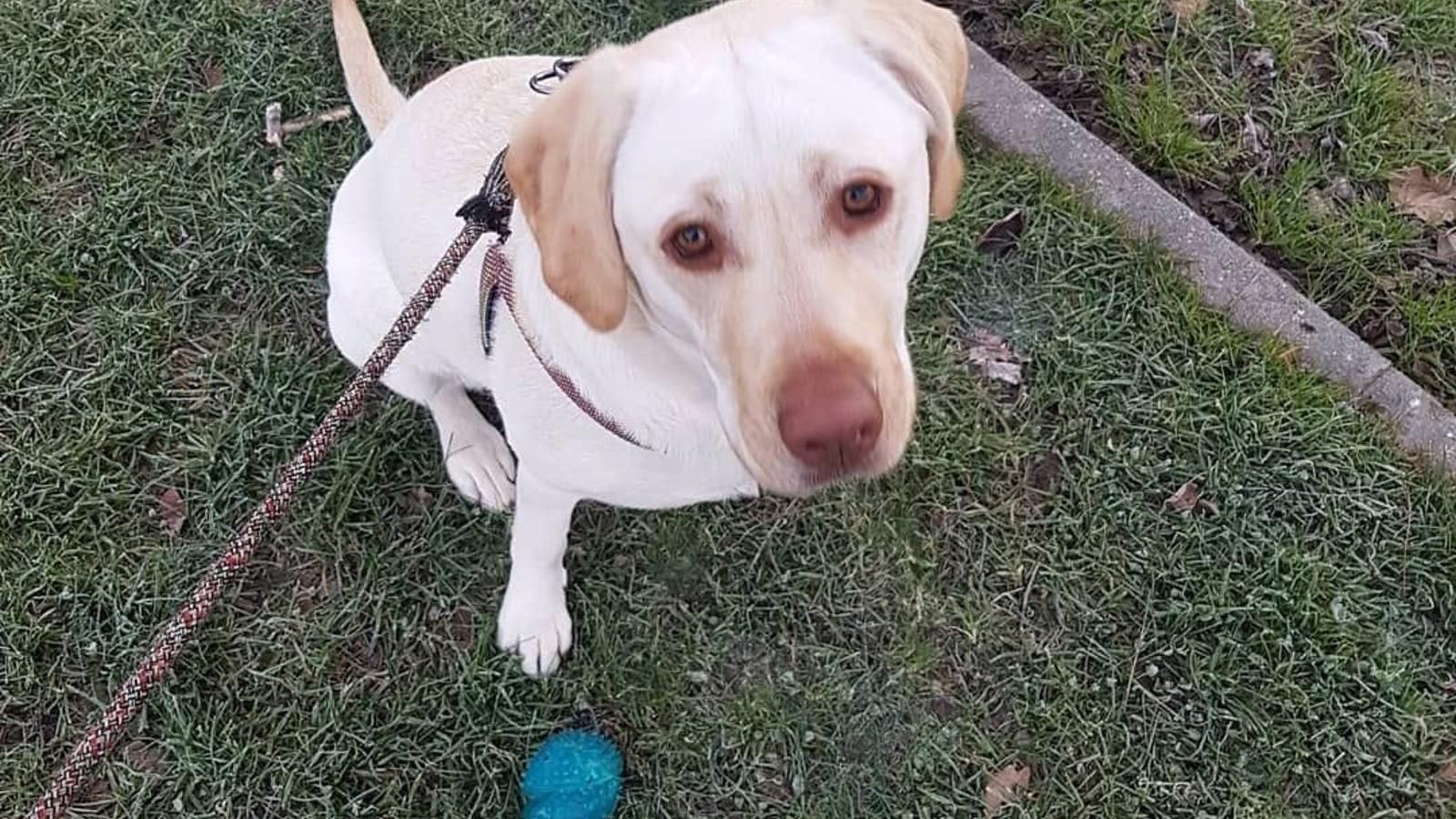 En los últimos 15 años se ha logrado la adopción del 85% de los perros y gatos recogidos en la región