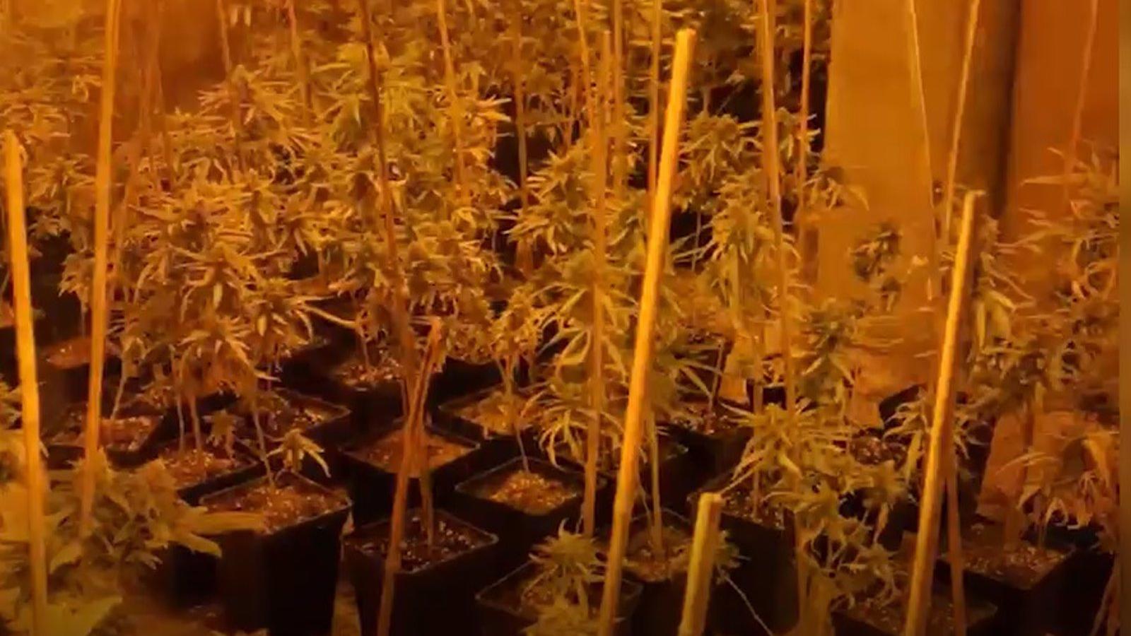 Cinco detenidos por cultivar más de mil plantas de marihuana en chalés de lujo de Madrid y Guadalajara