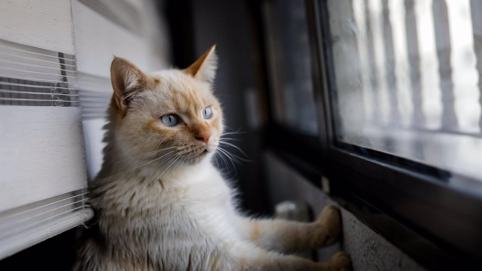 La Comunidad convoca las ayudas para entidades que fomenten la protección de animales de compañía