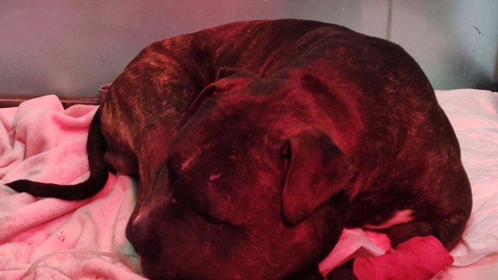 Investigan a un vecino de Valdemoro acusado de tirar a su perro desde un quinto piso en Nochebuena