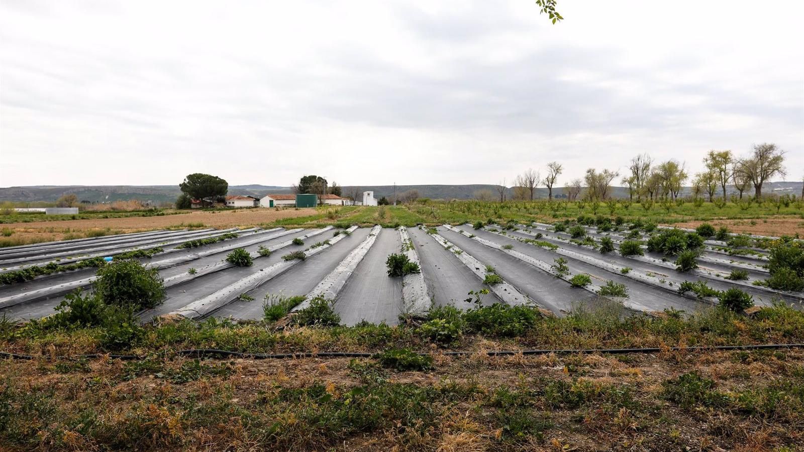 Ayuntamientos, pymes y agricultores de la región recibirán ayudas en 2022 para modernizar la actividad agraria