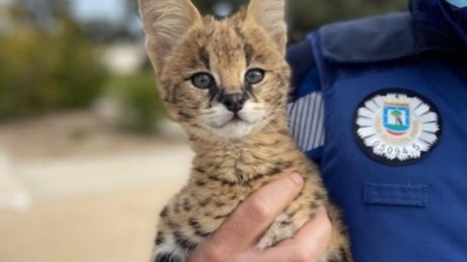 Localizan un serval de sabana africana, felino de tenencia prohibida en Madrid, en una casa de Hortaleza
