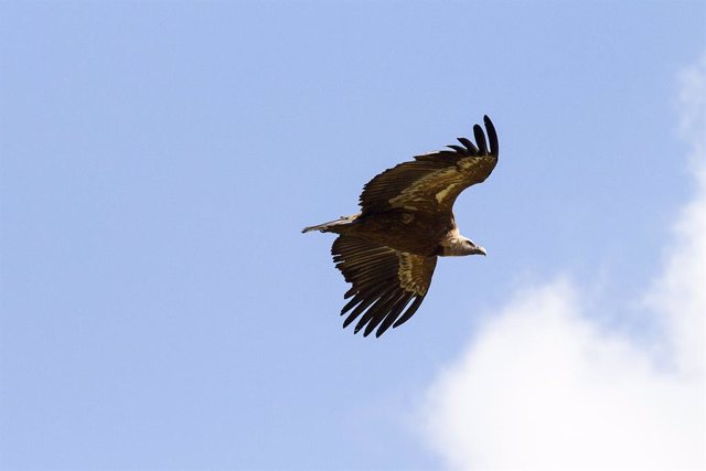 15 buitres leonados madrileños se mudarán a Italia para recuperar allí la especie