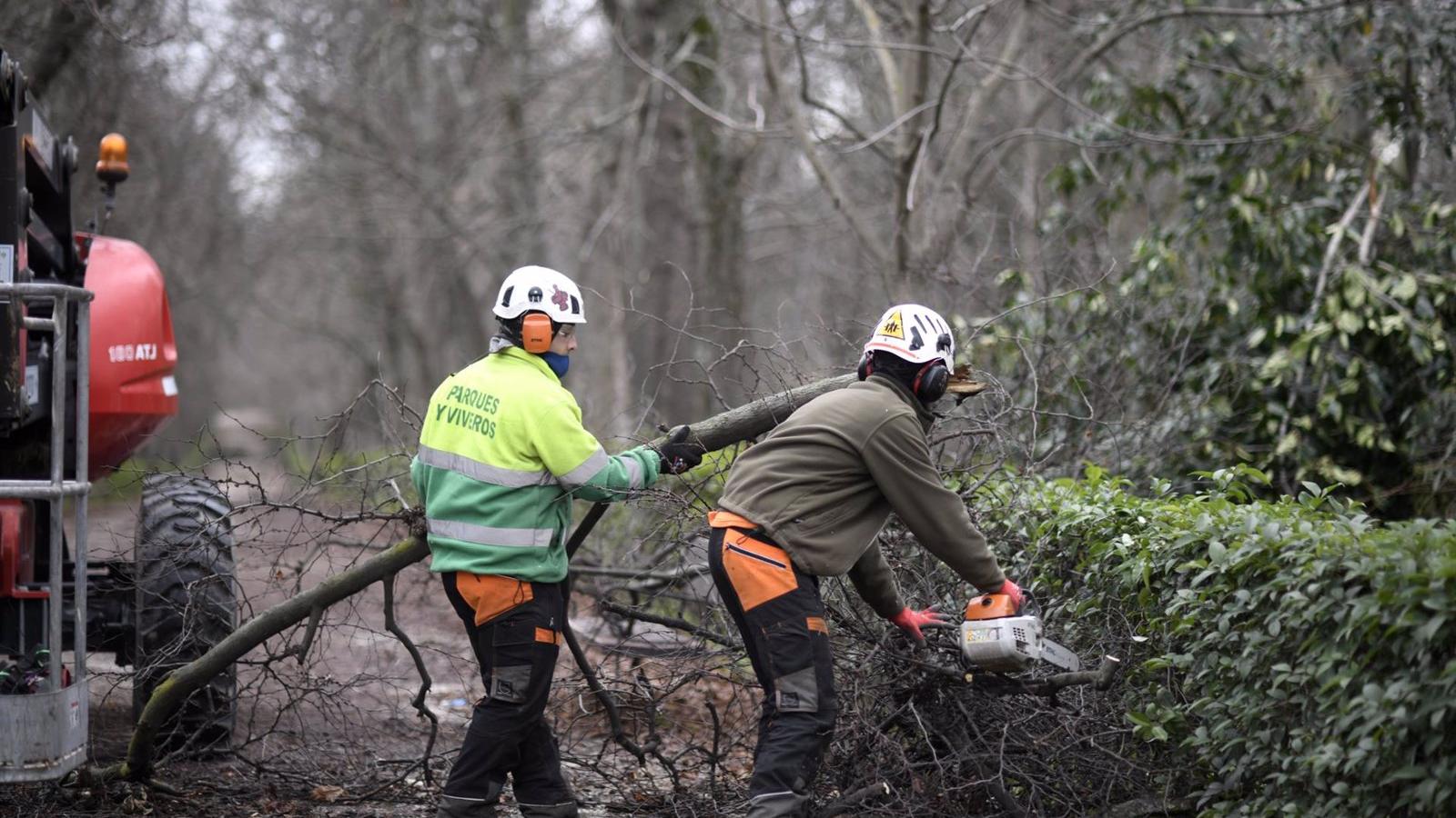 Carabante insiste en que se está replantando árboles perdidos en Filomena y pide a Más Madrid leerse los Presupuestos