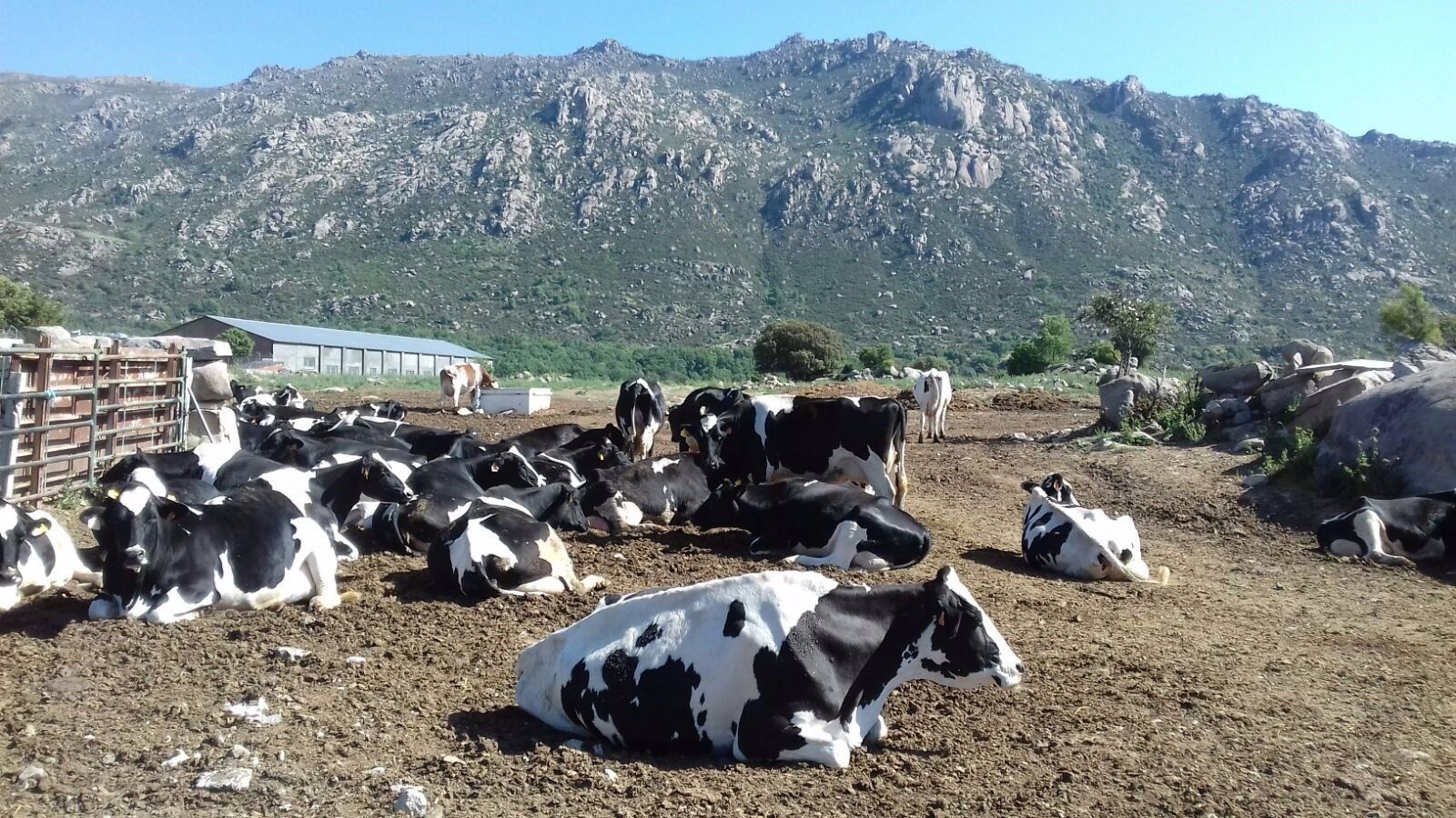 La Comunidad lanzará una campaña para destacar la calidad de la carne madrileña