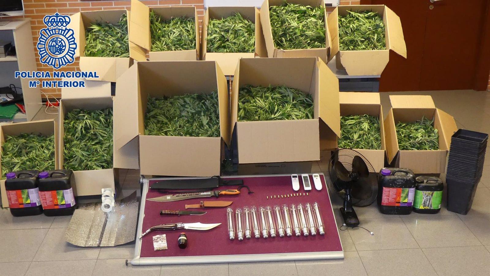Desmantelada una plantación de marihuana dentro de un chalé de lujo en Hortaleza con más de 600 plantas
