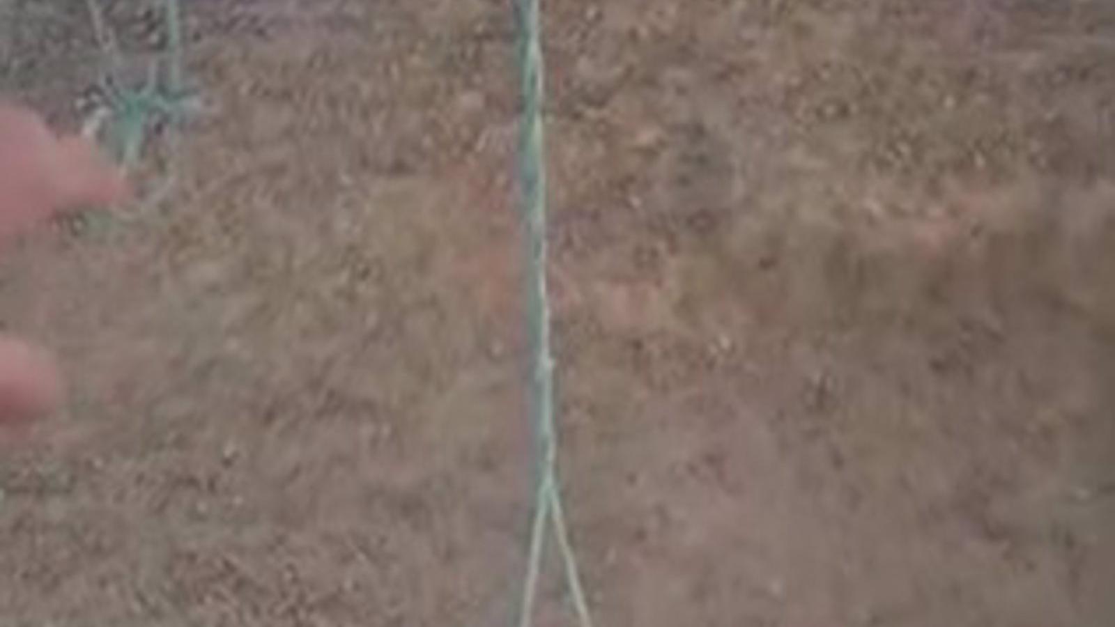 Ahorcan a una oveja y matan a una segunda a golpes en la finca de un ganadero que ha denunciado corrupción