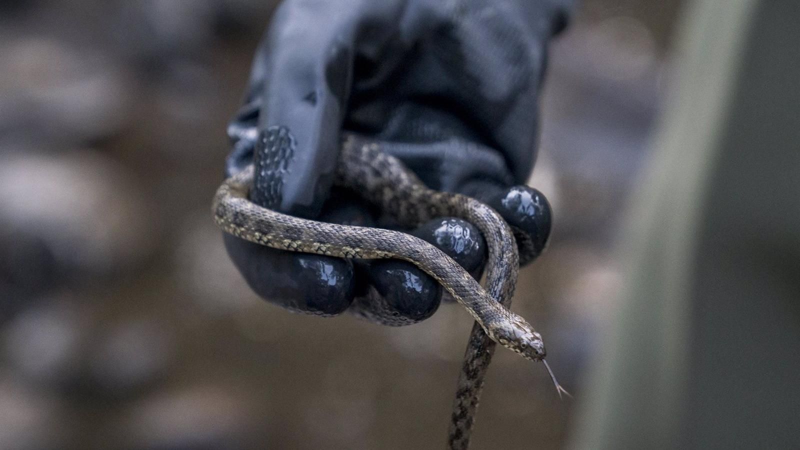 Hasta 5.500 animales silvestres fueron atendidos en 2021 por los servicios de la Comunidad, un 14,5% más