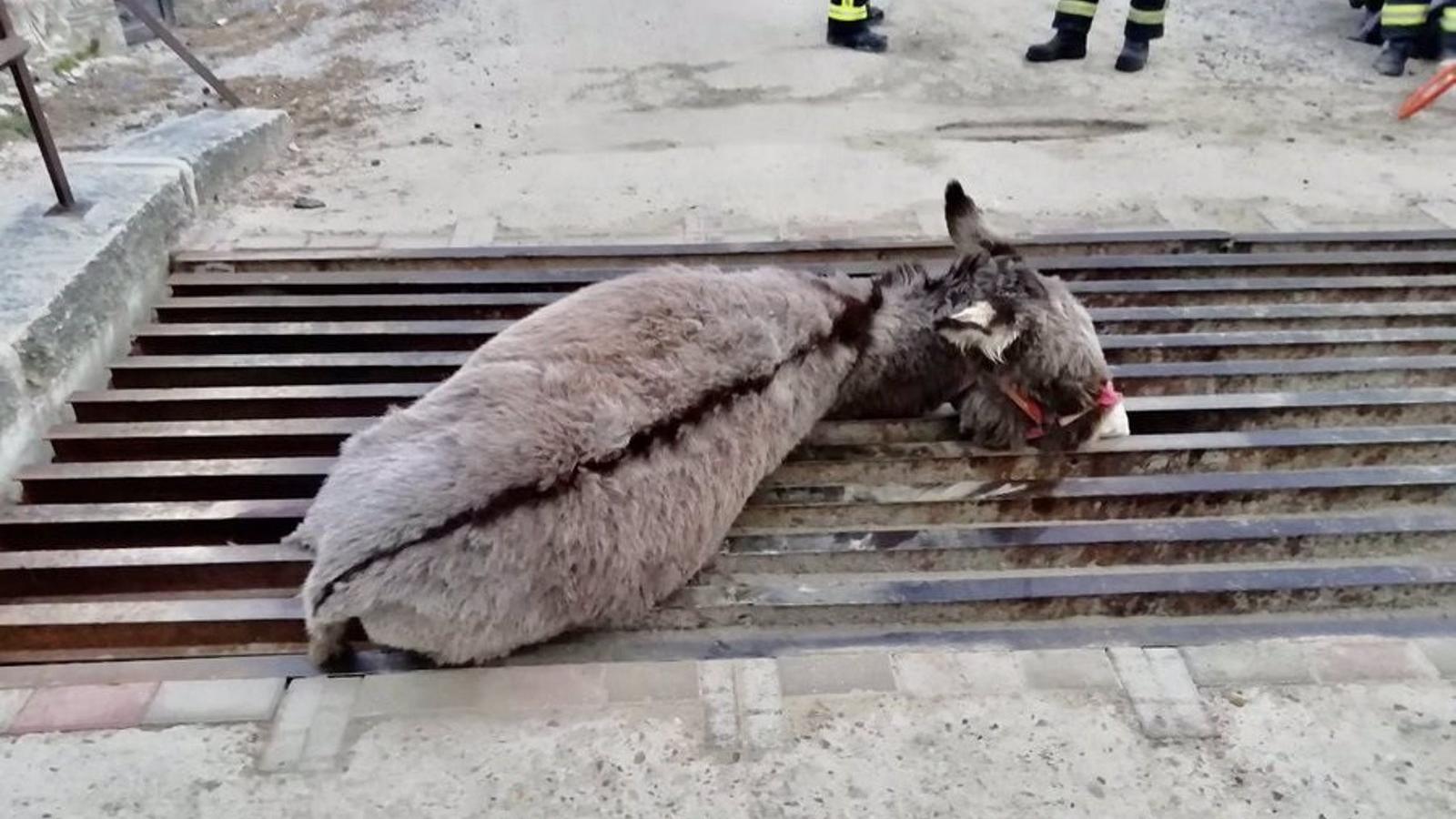 Liberan a un burro atrapado en un paso canadiense en Cercedilla