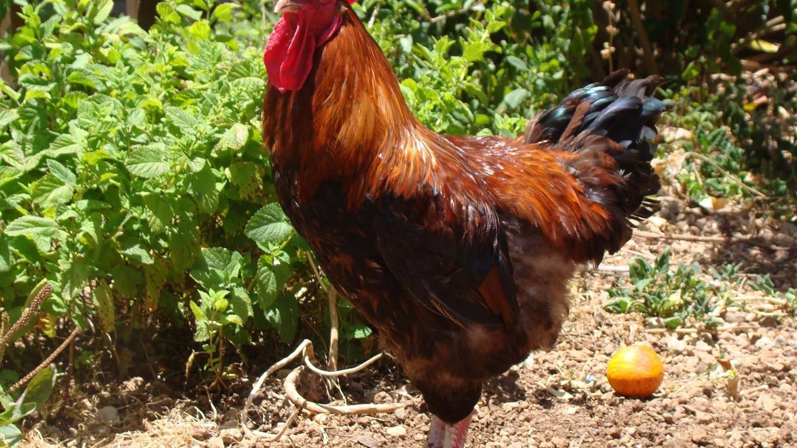 El Molar, entre los municipios afectados por las medidas sanitarias para evitar la propagación de la gripe aviar