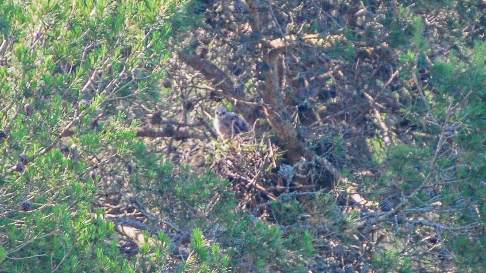 Un detenido y un investigado por abatir en Navalcarnero a un busardo ratonero, un ave rapaz protegida