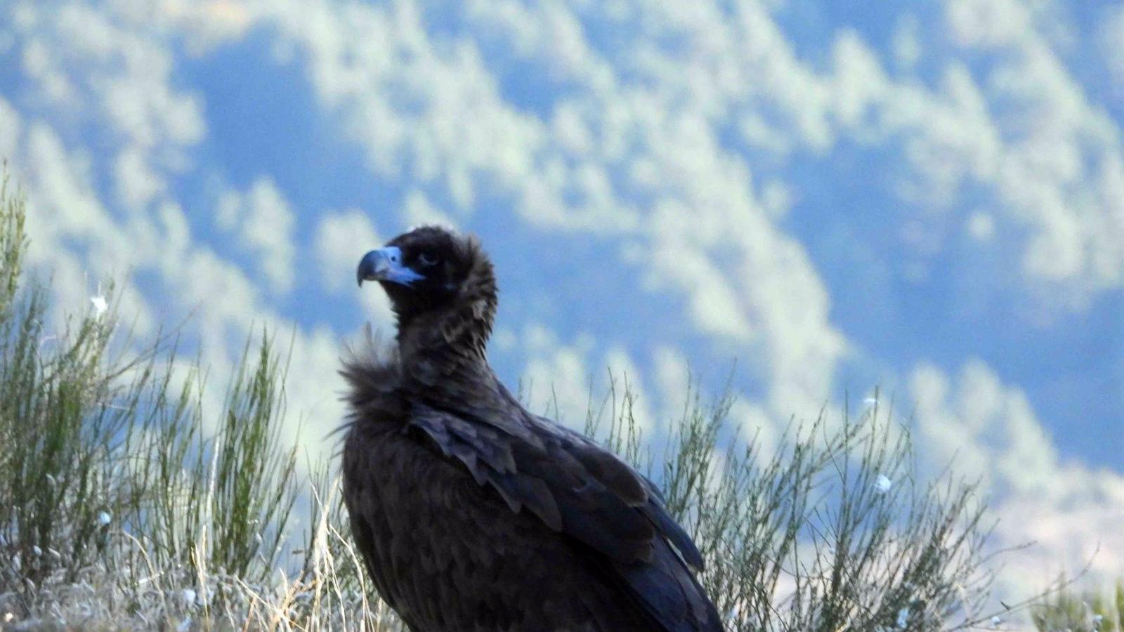 La Comunidad inicia un año más el seguimiento de una colonia de buitre negro en Guadarrama