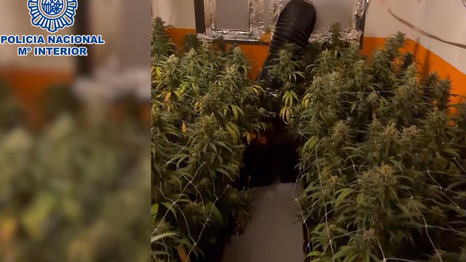 Desarticulados dos clanes familiares dedicados al cultivo y suministro de marihuana en Madrid