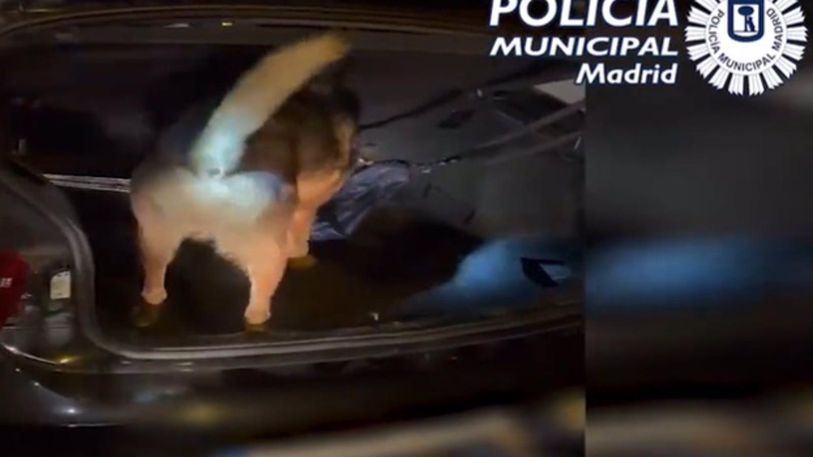 Detenido un conductor en Hortaleza con hachís y dinero en su vehículo