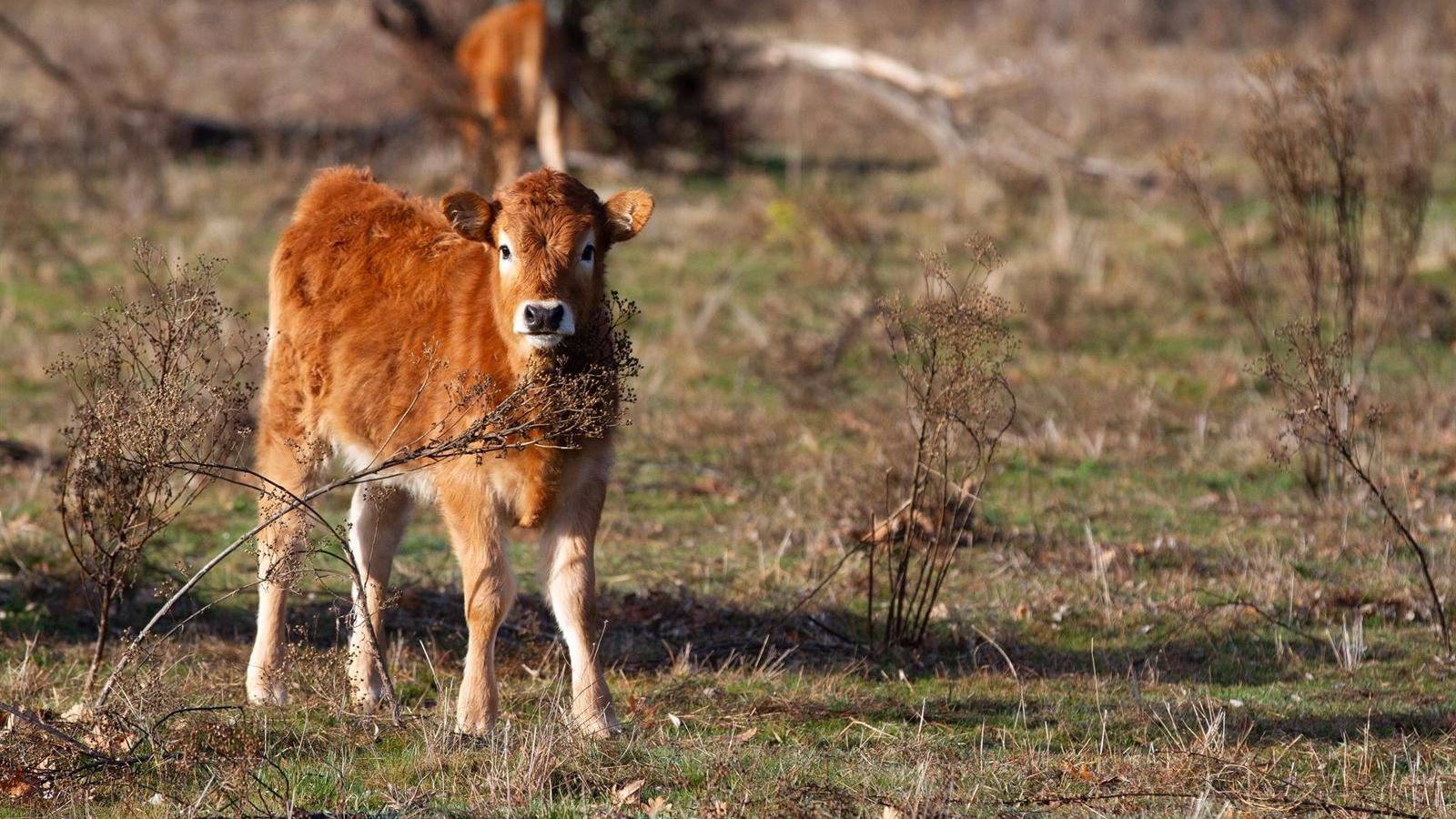 El Gobierno aprueba un paquete de medidas frente a la sequía